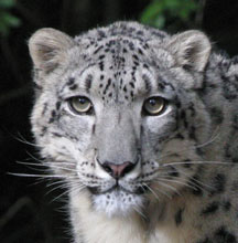 Asha, the embassador snow leopard from Leopards Etc.