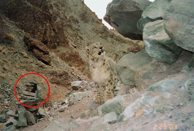 camera trap photo of a snow leopard investigating scent on a rock