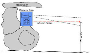 drawing showing a typical camera trap setup