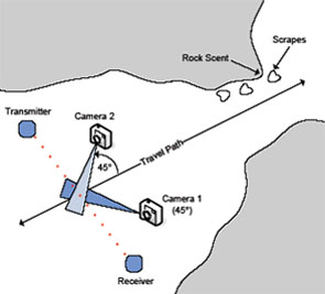drawing showing a typical two-camera trap setup