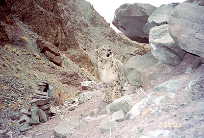 a snow leopard notices the scent mark on a nearby boulder