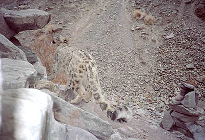 the same snow leopard from the other side