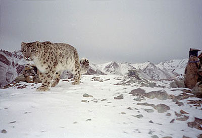 a second snow leopard at the same pass