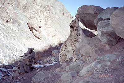 a snow leopard investigates a scent mark