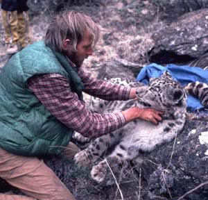 Dr. Rodney Jackson places a radio collar on a sedated snow leopard