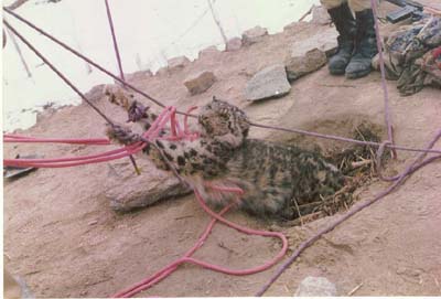 snow leopard being pulled from a livestock pen