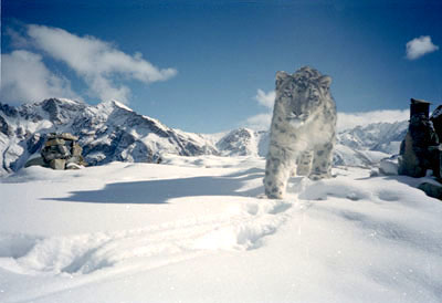 a snow leopard at the mountain pass