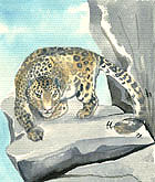 drawing of an imaginary snow leopard