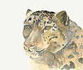 drawing of a snow leopard in 3/4 profile