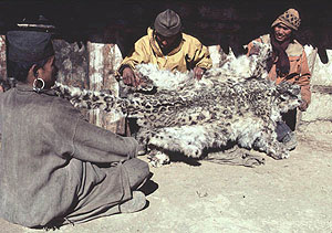 local people holding a snow leopard pelt
