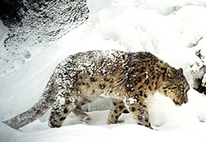 camera trap photo of a snow leopard in a snow storm