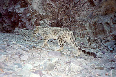 female snow leopard with two cubs