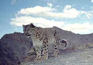 wild snow leopard in Pakistan