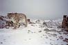 lone snow leopard on a snowy high mountain pass