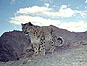 snow leopard overlooking its territory