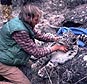 Dr. Rodney Jackson putting a radio collar on a sedated snow leopard