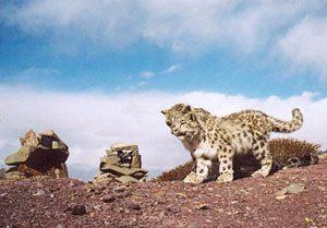 two camera-trapped snow leopard cubs