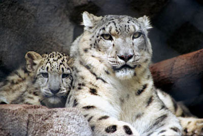 Samantha and her cub