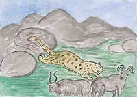 a snow leopard hunts - drawing by Chhimi