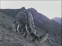 captured frame from snow leopard video