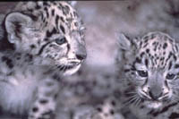 two snow leopard cubs