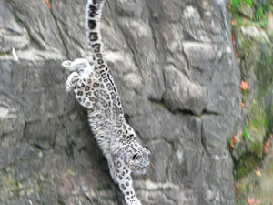jumping snow leopard from the Zurich Zoo