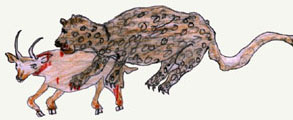 drawing of a snow leopard bringing down a bluesheep
