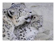 snow leopard mother and cub