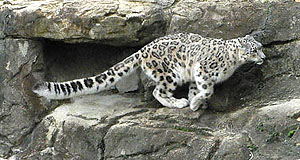 running snow leopard from the Zurich Zoo