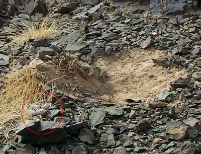 snow leopard scrape with accompanying scat