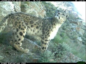 camera trapped snow leopard image courtesy Wildlife Conservation Society