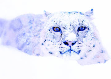 snow leopard birthday card