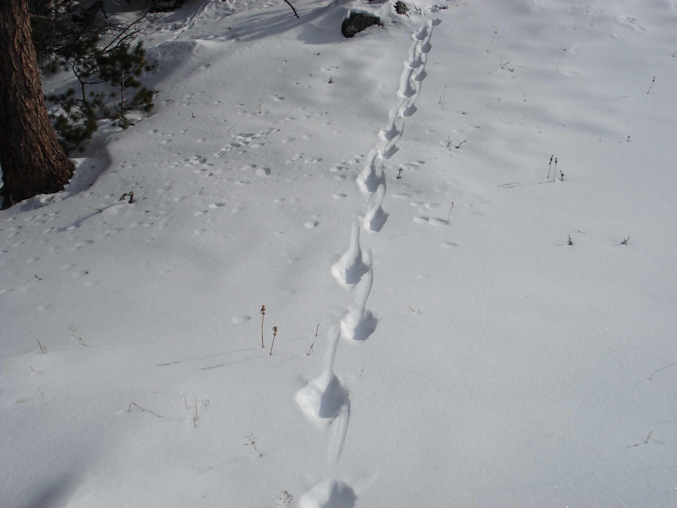 snow leopard trace on Sarymsakty
