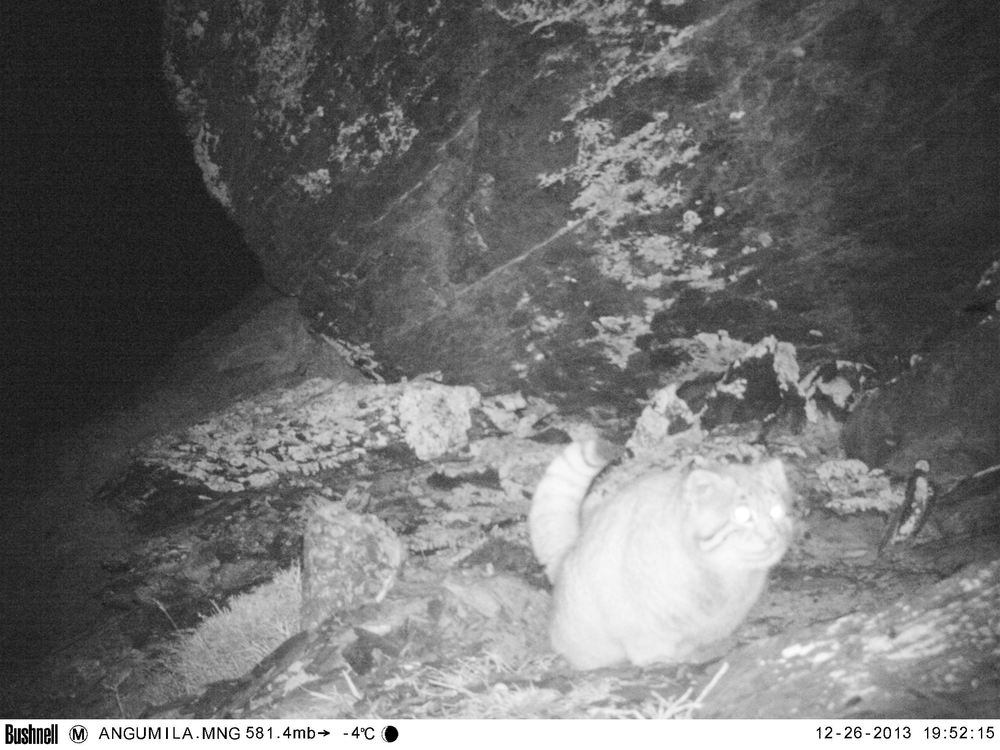camera trap image of pallas' cat