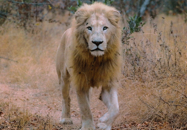 male white lion walking towards camera