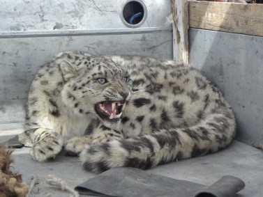 snow leopard in the bed of a truck