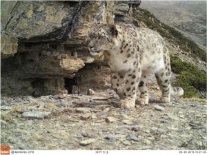 Snow Leopard April 2016 (GPN)