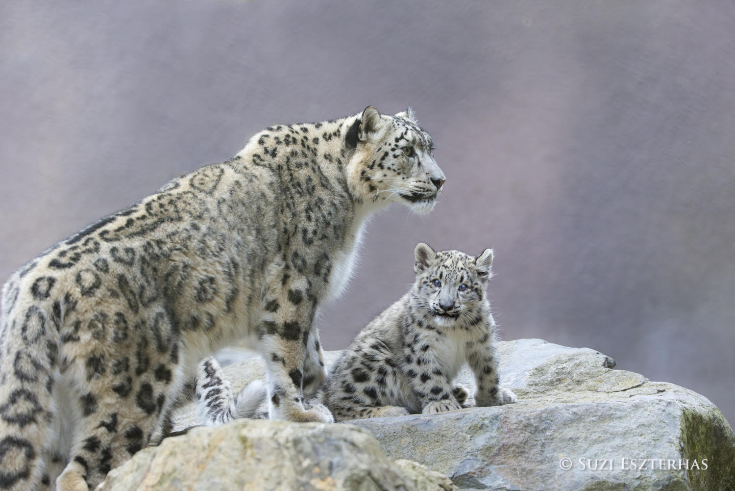 Range Map Snow Leopard Conservancy