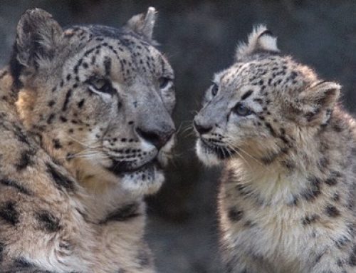 Thank You For Helping Us Protect Snow Leopards