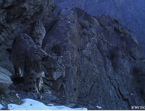 Local Communities Making Strides Toward Saving the Snow Leopards of Baltistan