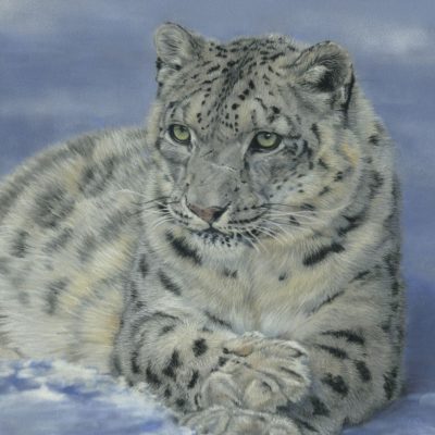 MEDIA GALLERY – Snow Leopard Conservancy