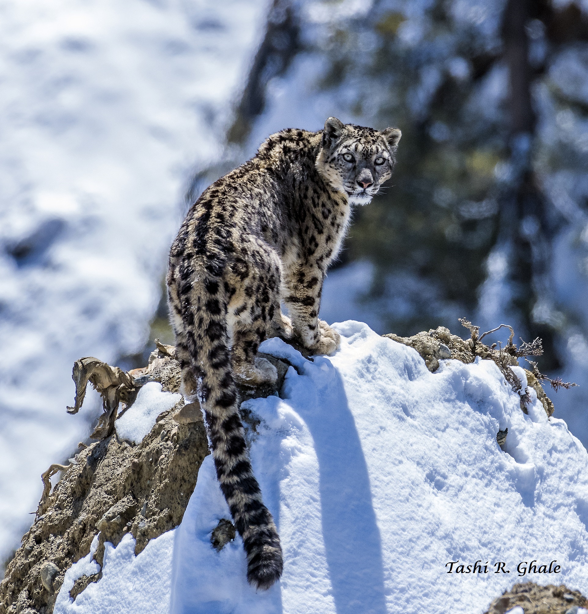 Snow Leopard Conservancy – Ensuring snow leopard survival and