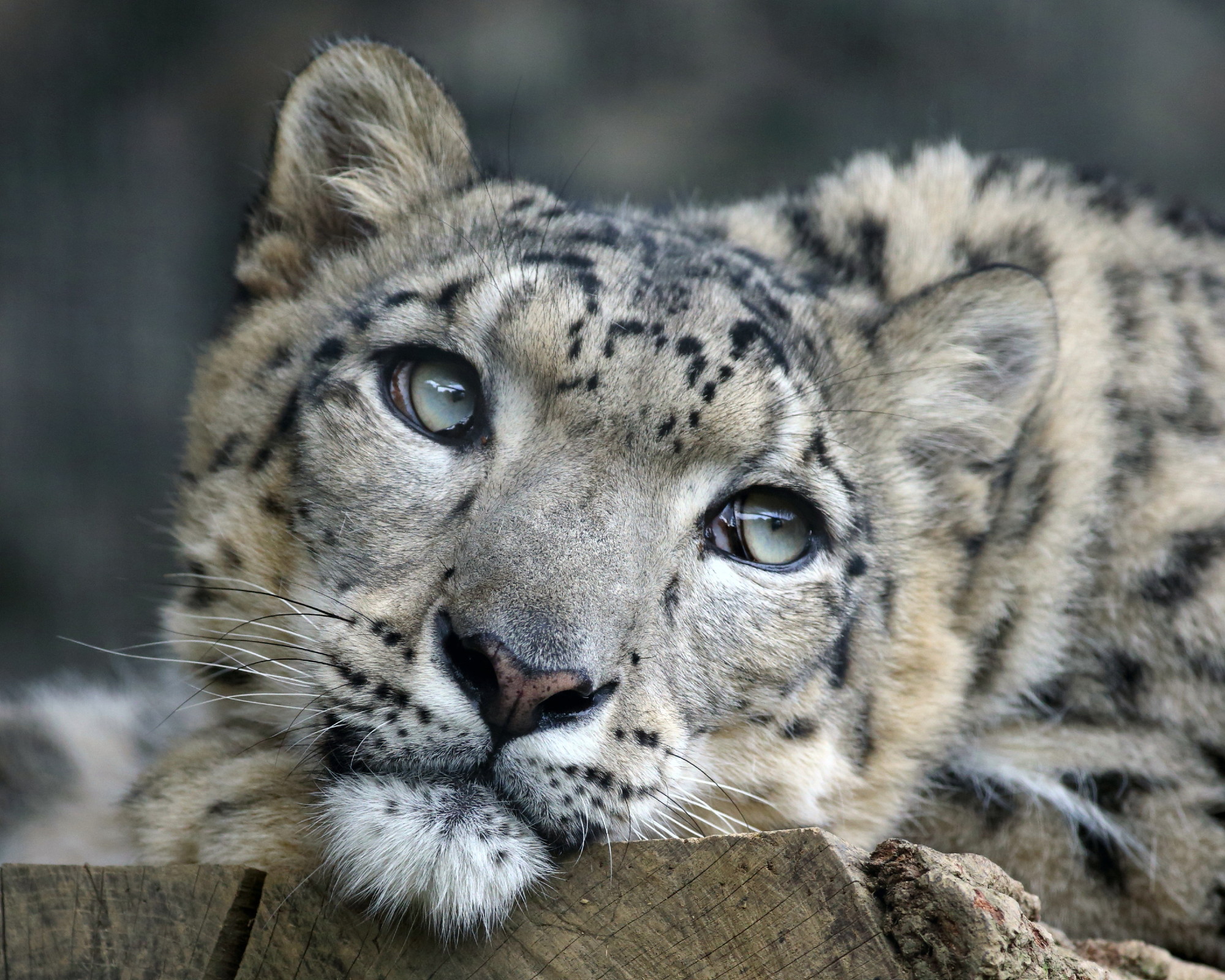 Snow Leopard Conservancy – Ensuring snow leopard survival and conserving  mountain landscapes by expanding environmental awareness and sharing  innovative practices through community stewardship and partnerships.