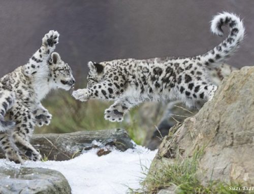 All For the Love of Snow Leopards