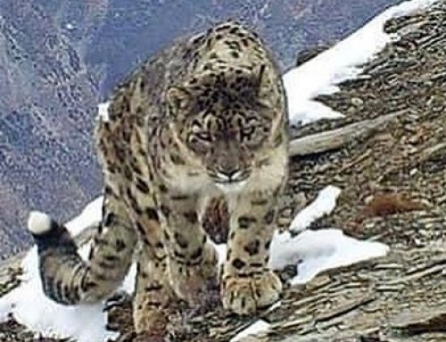 Saving Snow Leopards Through Community-Based Conservation