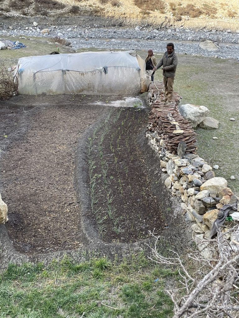 Preparing and watering high value Himalayan chives for transplanting. 
