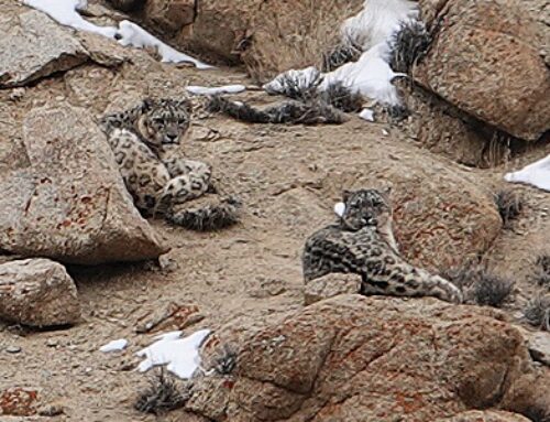 SLC Team Encounters 8 Wild Snow Leopards!