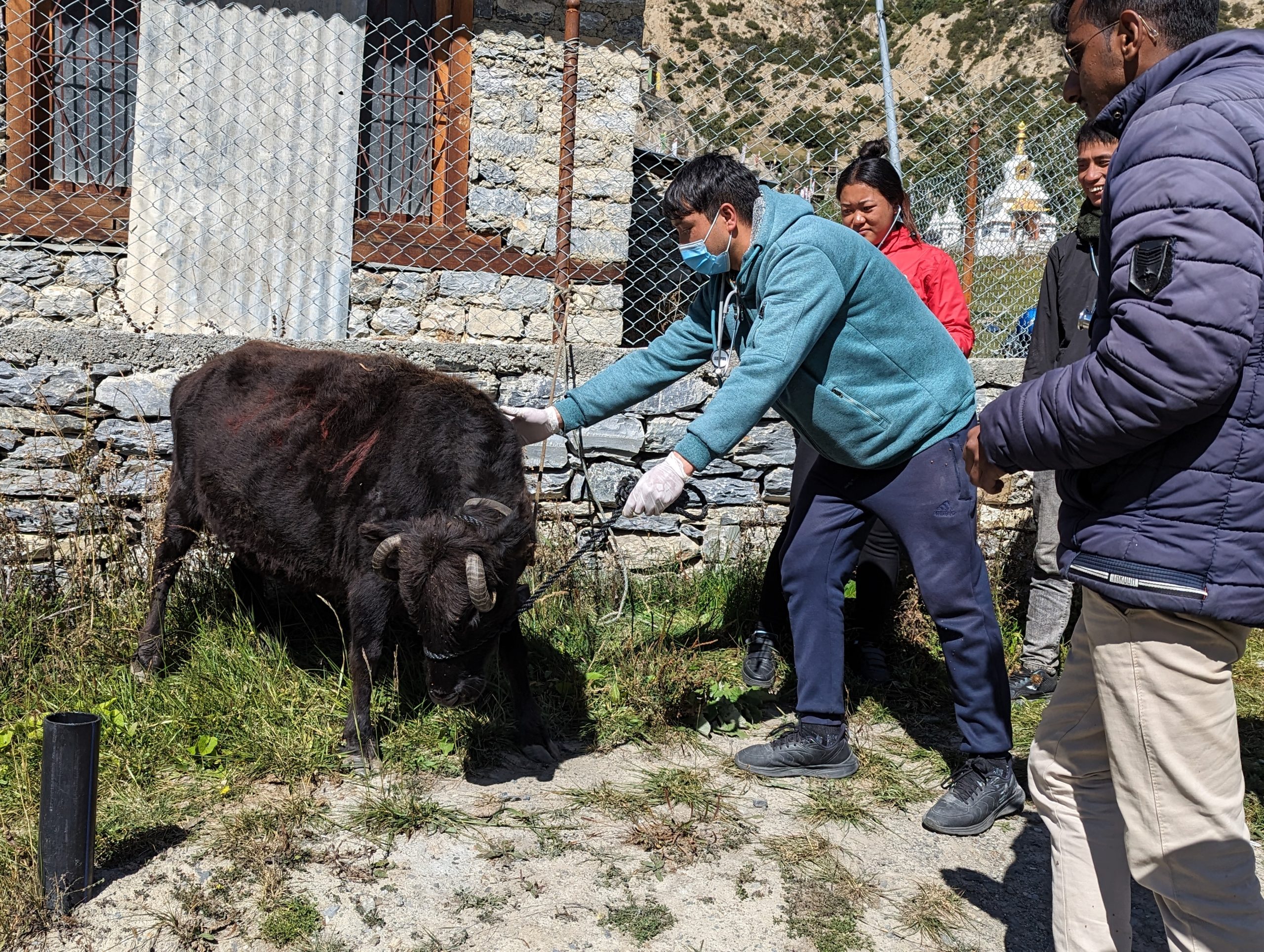 One Health One Welfare vaccination clinic in Nepal