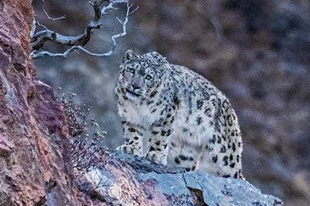 Snow Leopard Conservancy – Ensuring snow leopard survival and conserving  mountain landscapes by expanding environmental awareness and sharing  innovative practices through community stewardship and partnerships.