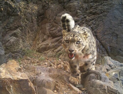 Keeping the Trail Open for Snow Leopards in the Altai Mountains of Mongolia